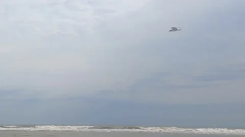 Birds flying by at the beach Stock Footage 155901016
