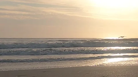 Birds flying on the beach Stock Footage 155901170