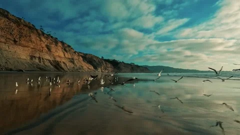 Birds Flying on the Beach Stock Footage