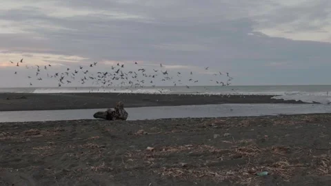 Birds Flying At The Beach Video stock 255239369