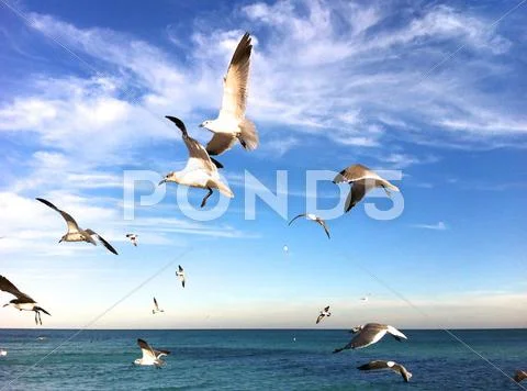 Birds Flying On Beach