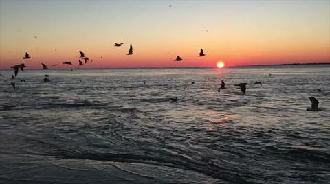 Birds flying at beach at sunset in slow motion Stock Footage 44625044