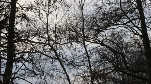 Birds Flying Between Trees, Flock of Eurasian Siskin staying together at Winter 動画素材 170005124