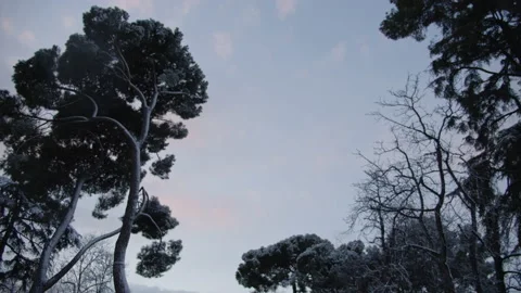 Birds flying between the trees in the park. Stock Footage 149823612