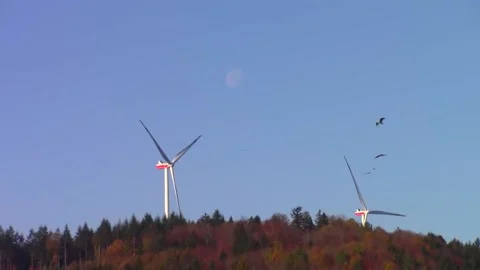 Birds flying between wind turbines Stock Footage 144018335