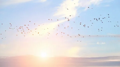 Birds flying in blue sky. Tranquil background nature scene. Stock Footage