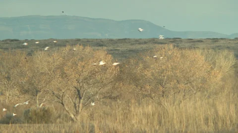 Birds flying at bosque del apache Stock Footage 35998758