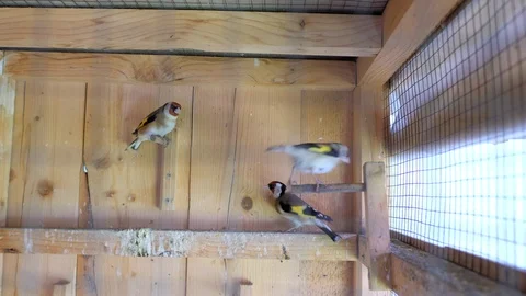 Birds flying in cage. Stock Footage 111401622