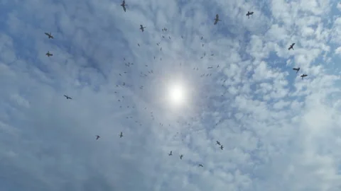 Birds flying in circle, sun seen through the circle that bird are forming 스톡 동영상 155139042