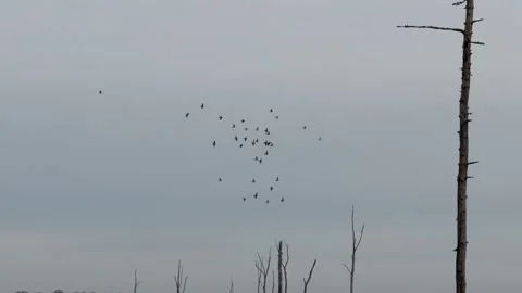 Birds flying in clear sky 動画素材 294886543