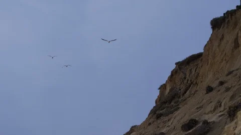 Birds flying by cliffs blue sky San Diego RED 4k.R3D slowmo Stock Footage 103103307