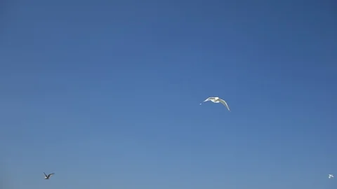 Birds flying into cloud Video stock 89790353