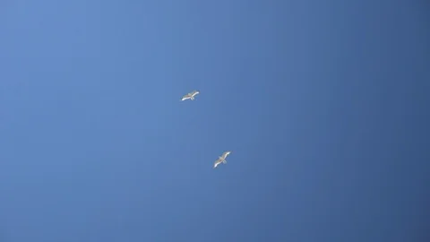 Birds flying into cloud Video stock 89790354