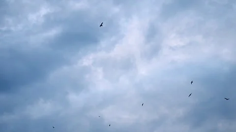 Birds flying on a cloudy fall day Stockbeeldmateriaal 51703314