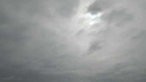 Birds flying in a cloudy sky during the day Stock Footage 306825227