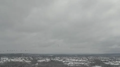 Birds flying in a cloudy sky during the day Stock Footage 306827578