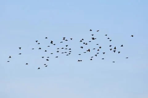 Birds flying in cloudy sky Stock Photos