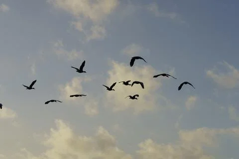 Birds Flying with Cloudy Sky Stock Photos