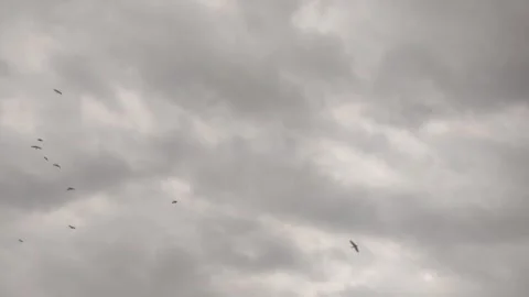 Birds flying in cloudy sky before rain Stock Footage 280219176