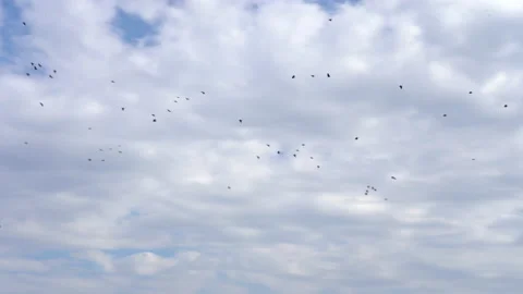 Birds flying on cloudy sky summer Stock Footage 228976049