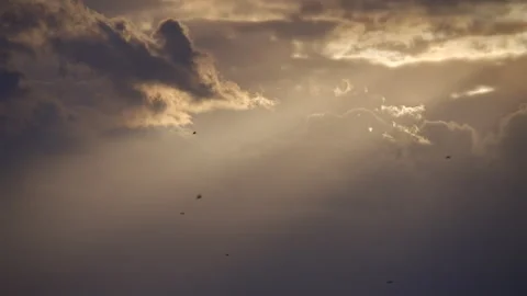 Birds Flying in Cloudy Sky with Sun Rays Stock Footage 316980526