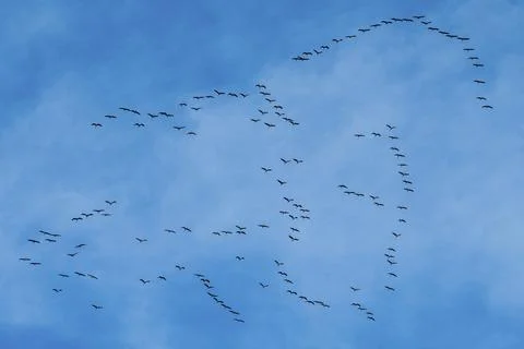Birds flying in complex patterns in the slightly cloudy sky, cranes, Gruidae, on Stock Photos