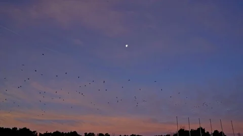 Birds flying at dawn with the moon in the background to the outskirts of Stock Footage 101739339