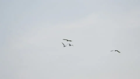 Birds flying on daytime of sky background Video stock 238545316