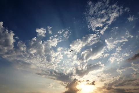 Birds flying in the dramatic cloudy sky before sunset. Stock Photos