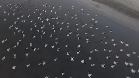 Birds Flying Drone 4k Stockbeeldmateriaal 74445318