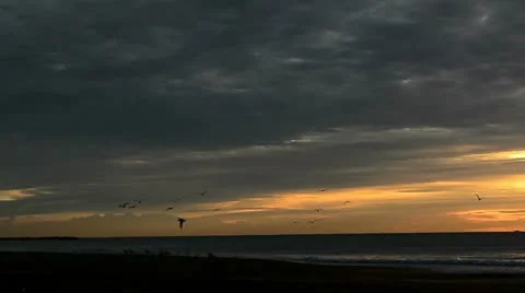Birds flying during sunrise on the sea 01 Stock Footage