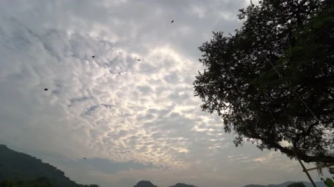 Birds flying in the evening Stock Footage 141111963