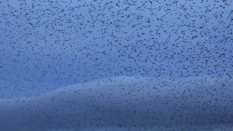 Birds flying in the evening in large flock England murmuration Stock Footage 169748234