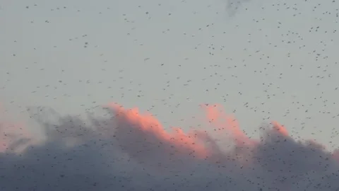 Birds flying in the evening light in clouds England awesome nature UK 4K Stock Footage 204945943