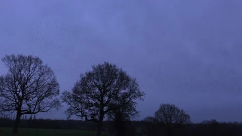 Birds flying in the evening light England awesome nature UK 4K Stock Footage 169911566