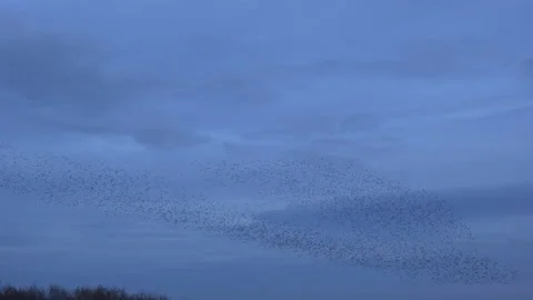 Birds flying in the evening light England awesome nature UK 4K Vídeos de archivo 169915895