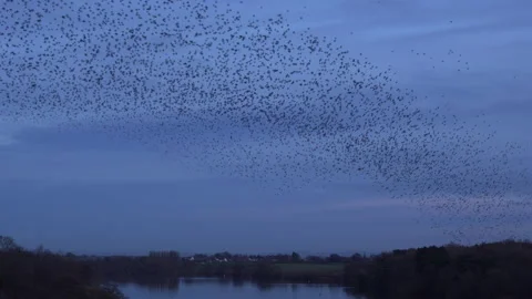 Birds flying in the evening light England awesome nature UK 4K Stock Footage 169920718