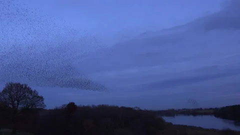 Birds flying in the evening light England awesome nature UK 4K 스톡 동영상 169924918