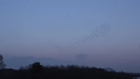 Birds flying in the evening light England awesome nature UK 4K Stock Footage 169928149