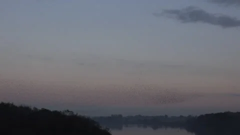 Birds flying in the evening light England awesome nature UK 4K Video stock 169932403