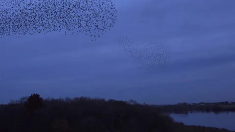 Birds flying in the evening light England awesome nature UK 4K Video stock 169934556