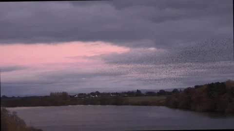 Birds flying in the evening light England awesome nature UK 4K Video stock 169938283