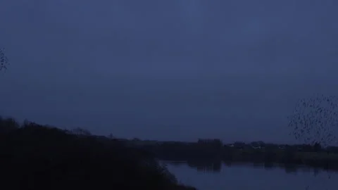 Birds flying in the evening light England awesome nature UK 4K Video stock 169941897