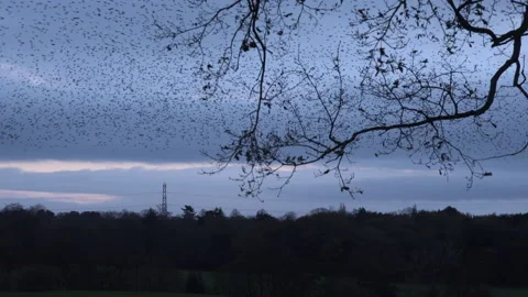 Birds flying in the evening light England awesome nature UK 4K Vídeos de archivo 169944910