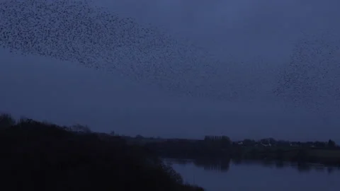 Birds flying in the evening light England awesome nature UK 4K Видео 169946017