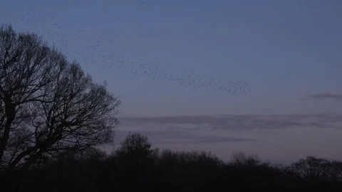 Birds flying in the evening light England awesome nature UK 4K 스톡 동영상 169954442