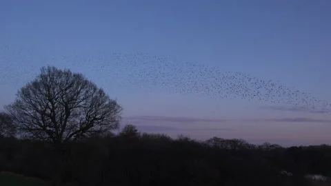 Birds flying in the evening light England awesome nature UK 4K Stock Footage 169958378