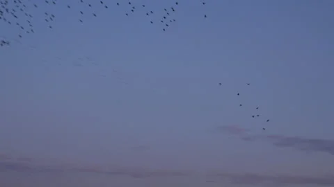 Birds flying in the evening light England awesome nature UK 4K Video stock 169960414
