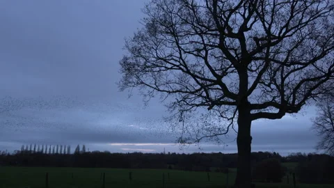 Birds flying in the evening light England awesome nature UK 4K Stock Footage 169960731