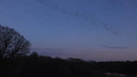 Birds flying in the evening light England awesome nature UK 4K Stock Footage 169966409